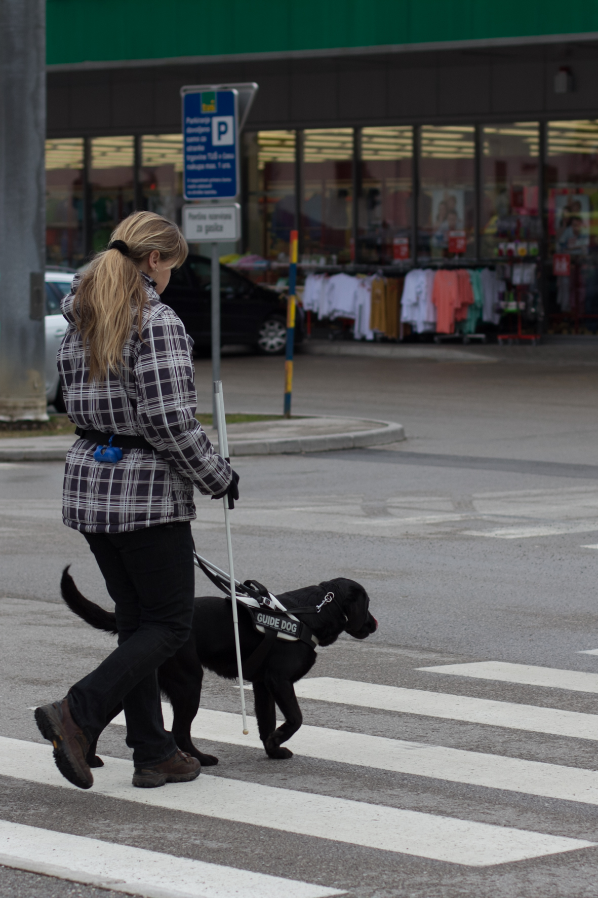 Guide Dog